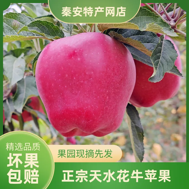甘肃天水花牛苹果当季新鲜水果现摘现发脆甜爆汁