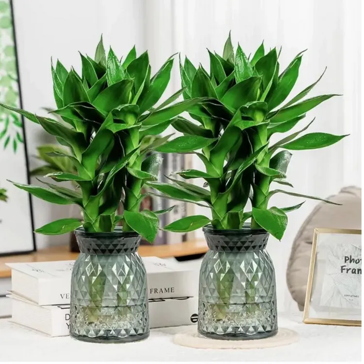 【新疆包邮】观音竹绿植家居净化空气