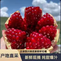 正宗四川会理突尼斯软籽石榴新鲜应季水果饱满多汁香甜爆汁