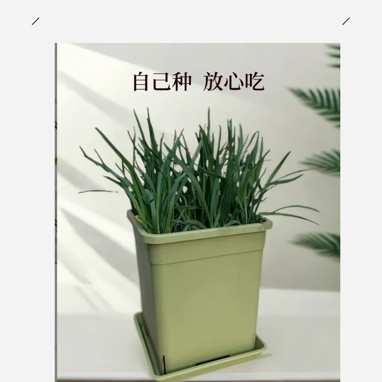 盆栽韭菜阳台种植蔬菜室内窗台美观实用