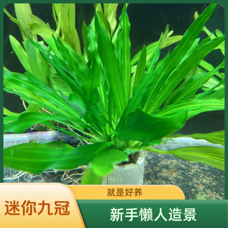皇冠水草迷你九冠大叶绿九冠鱼缸水草植物阴性新手懒人造景真草