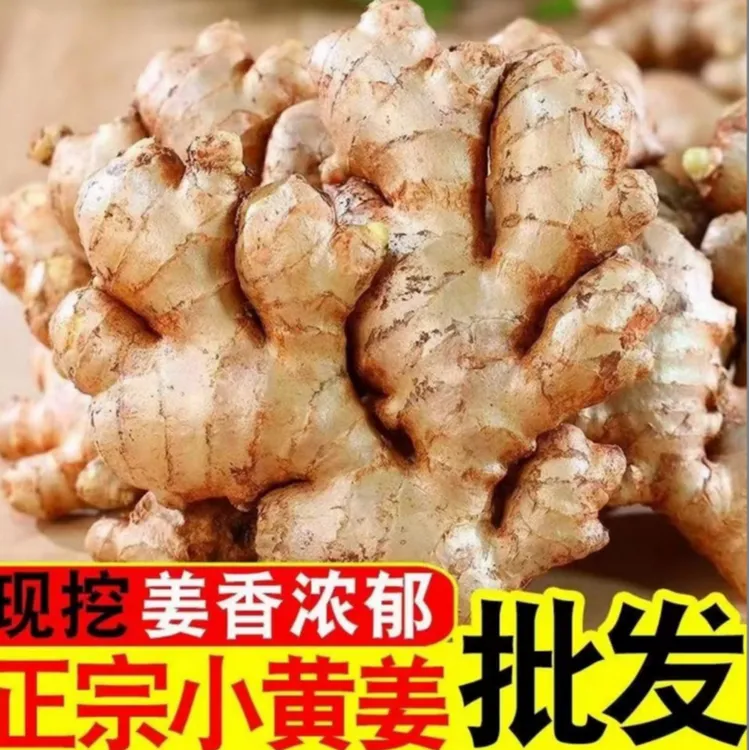 【大山】正宗云南小黄姜山地种植香味浓郁辛辣适中2025年现挖新姜