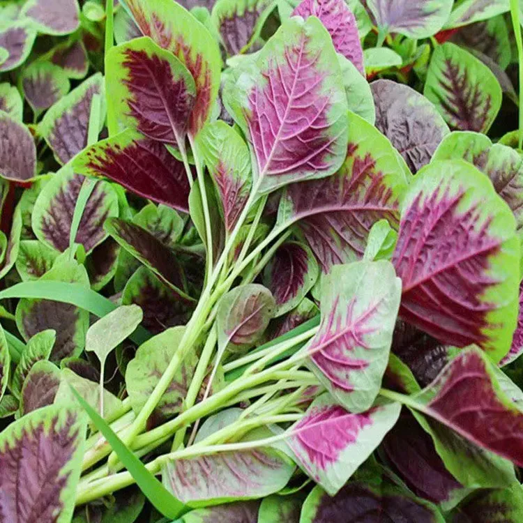 红苋菜种子大叶四季播大圆叶苋菜籽阳台盆栽蔬菜汉菜菜籽春播夏播