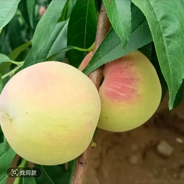 （绿肉红冬桃）秋后落叶发苗