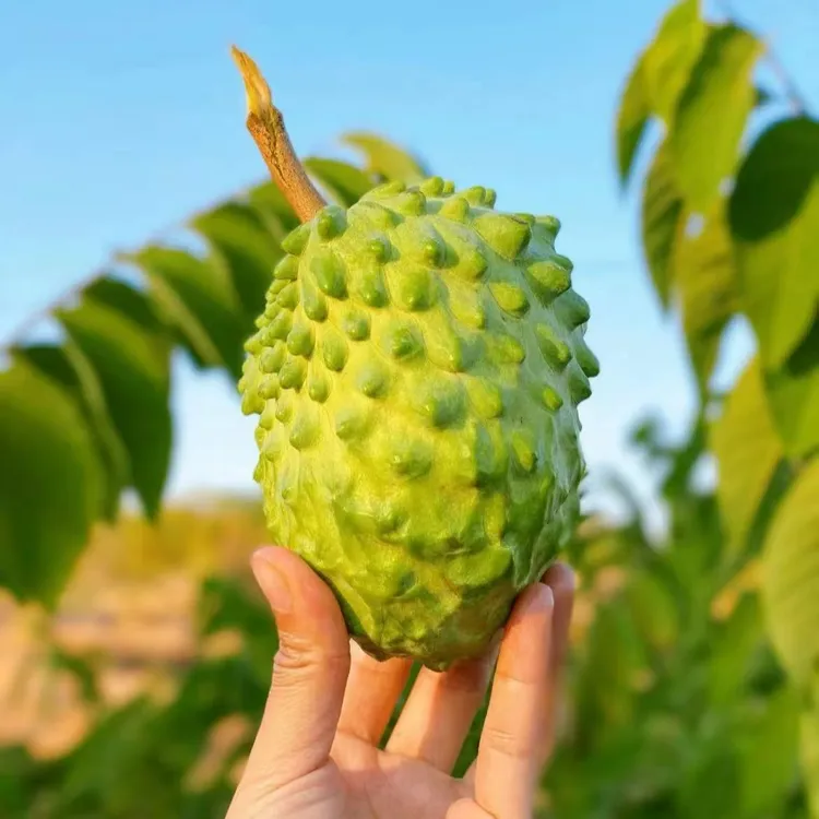 云南高山牛奶凤梨释迦果 口感软糯香甜3/5斤（放软后食用）