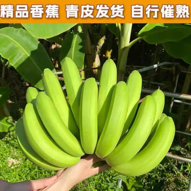 徐闻红土绿皮香蕉新鲜采摘自然成熟高山甜蕉新鲜水果