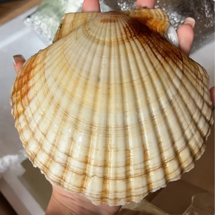 俄罗斯进口野生鲜活扇贝顺丰包邮到家