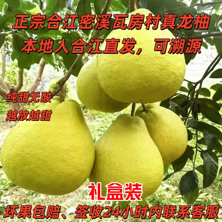 【礼盒装】25年正宗合江密溪瓦房村真龙柚子本地人源头直发新鲜溯源
