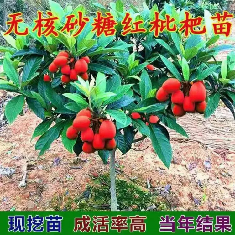 嫁接新品种无核砂糖红枇杷树苗南北方庭院种植枇杷树苗当年结果