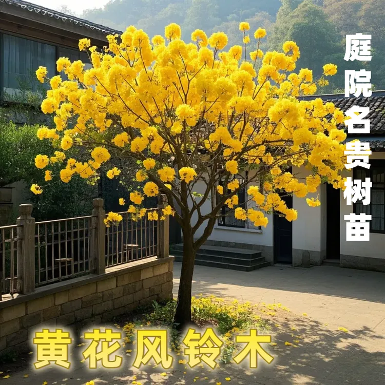巴西黄花风铃木苗大树树苗多花盆栽绿化地栽公园小区庭院名贵树苗