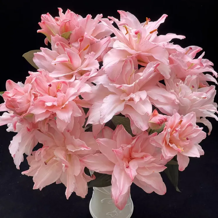 【基地直发】布朗尼  香水百合 鲜花花卉（吸色，上色略有不同）