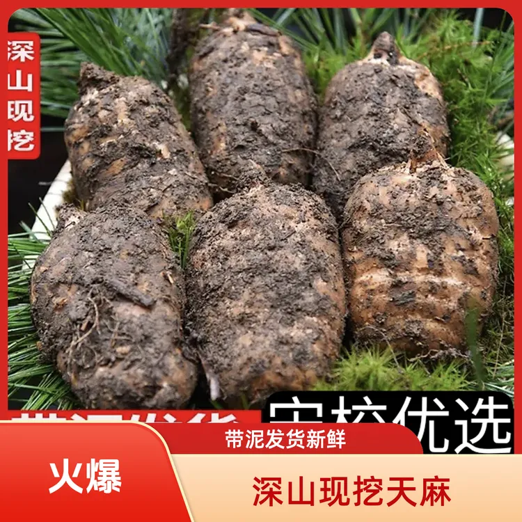 【麻农发】昭通新鲜天麻仿野生林下种植现挖现发带泥发货炖汤鲜味美