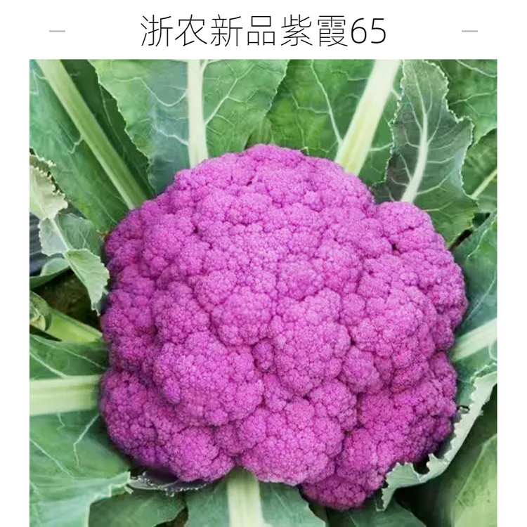 浙江省农科院新品种紫色花椰菜种子紫霞65 紫色花菜种子高端种子