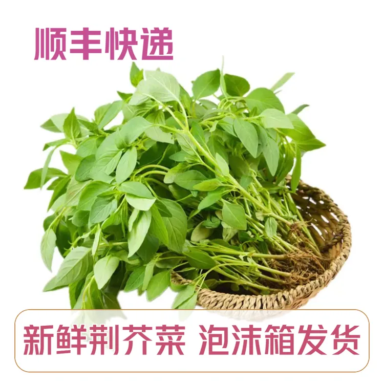 【顺丰快递】河南新鲜大叶荆芥菜1斤2斤3斤4斤0.5斤装现拔现发蔬菜