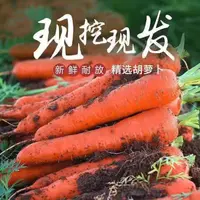 河南露天农家自种带泥土新鲜现拔胡萝卜脆口应季蔬菜