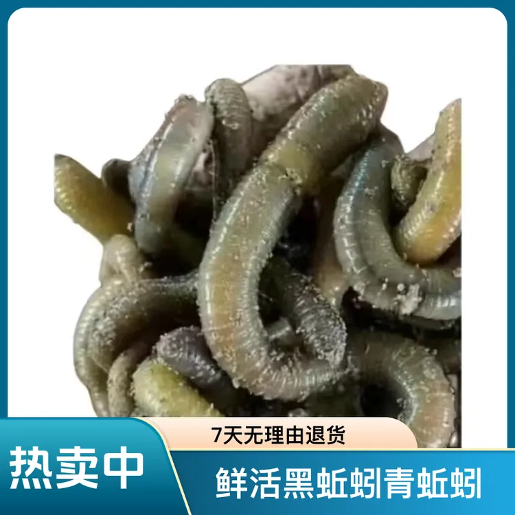 鲜活黑蚯蚓青蚯蚓特大号活饵钓黄鳝钓鱼龙虾甲鱼适用
