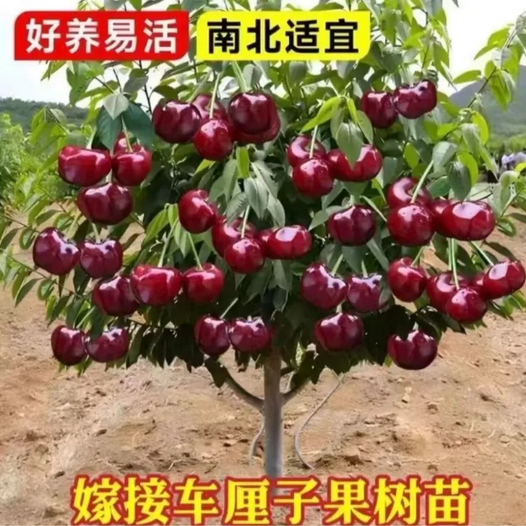 【正宗车厘子树苗】车厘子盆栽地栽南方北方阳台庭院樱桃果树苗