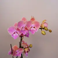 悠花里蝴蝶兰【唯美】全花开花珠发货