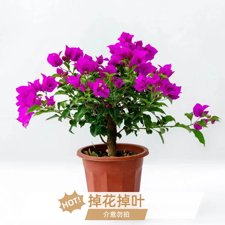 三角梅云南紫原盆土发运输掉花叶介意勿拍加仑盆保护发盆坏不售后