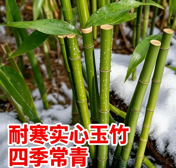 红心竹苗实心玉竹苗庭院绿植优质种苗批发供应元宝竹
