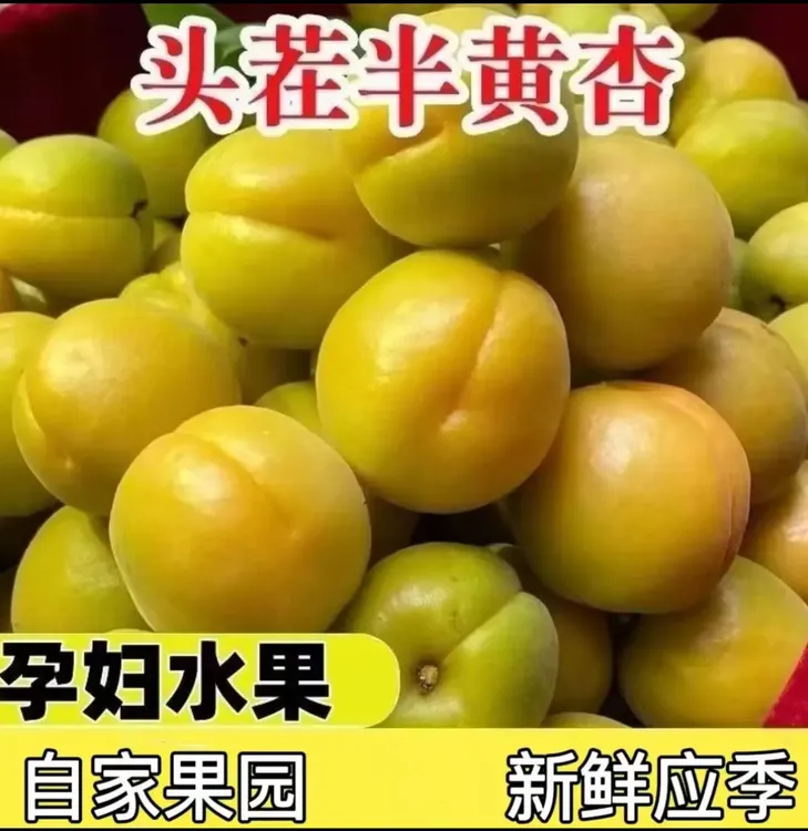 半青半黄杏子新鲜采摘酸脆爽口孕妇水果