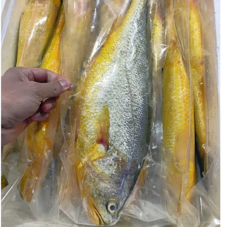 川源顺野游黄花鱼  深海冰鲜【顺丰包邮】
