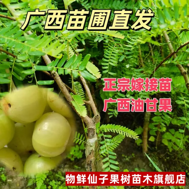 正宗油柑果树苗余柑果嫁接树苗牛柑子果树苗纯正嫁接优质品种树苗