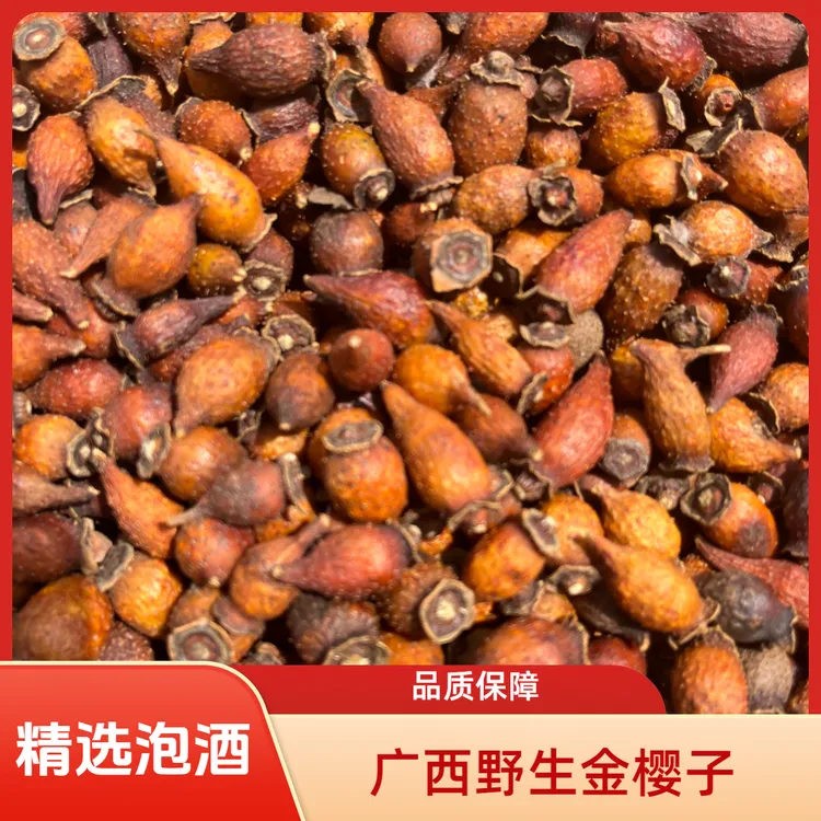 广西药农采摘野生金樱子干果泡酒