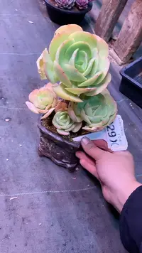 【闪购商品】029XXX