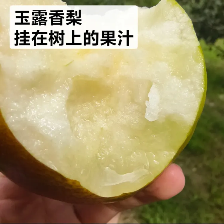 陕西白水玉露香梨口感酥脆甘甜多汁美味细腻