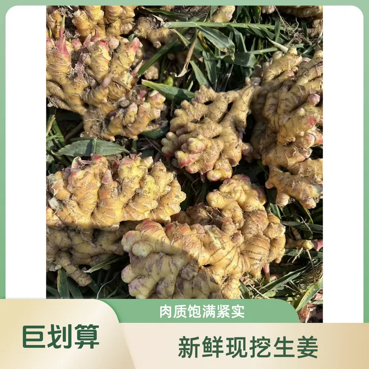 今年新姜 德化高山姜新鲜现挖生姜直发姜味浓郁高山小黄生姜