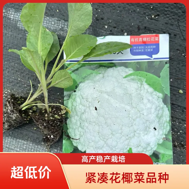 纯丰有机青梗松花菜秧苗优质高产耐寒耐热可四季播种阳台盆栽