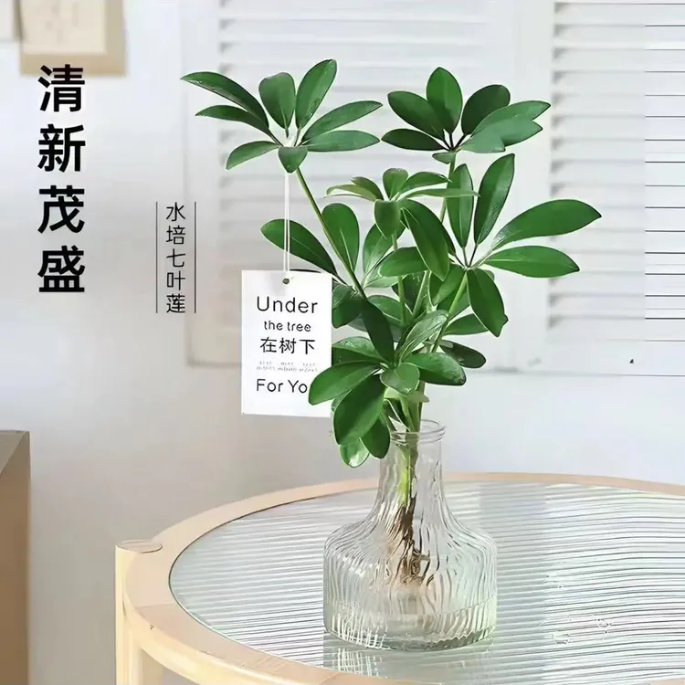 【今日特价】水培七叶莲鸭脚木绿植盆栽室内外生长四季常青观叶植物