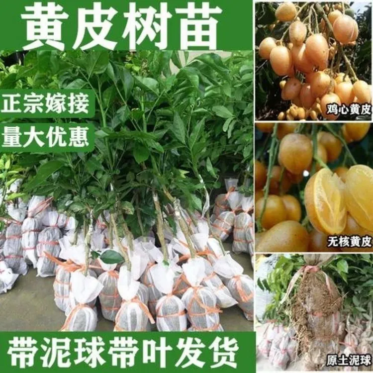 广东鸡心黄皮苗树纯甜正宗嫁接果树苗带土带叶种植南方盆栽果树苗