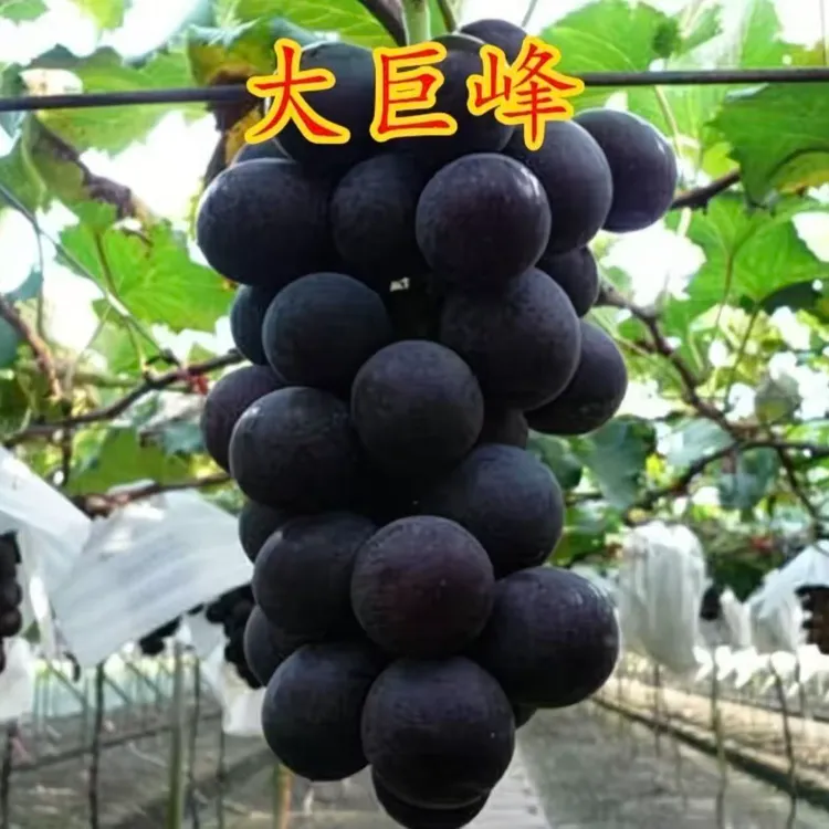 巨峰葡萄苗果树苗特大爬藤南北方种植盆栽地栽耐寒葡萄苖正无籽