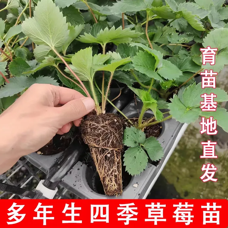 丹东99草莓苗正宗隋珠宁玉妙香九九红颜牛奶草莓苗四季奶油草莓秧