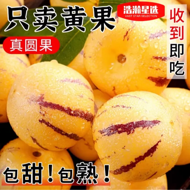 H9云南石林人参果树上自然成熟黄果新鲜多汁软糯清甜低糖
