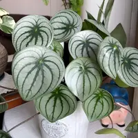 麒麟西瓜皮椒草盆栽室内阳台四季常绿观叶好养绿植物