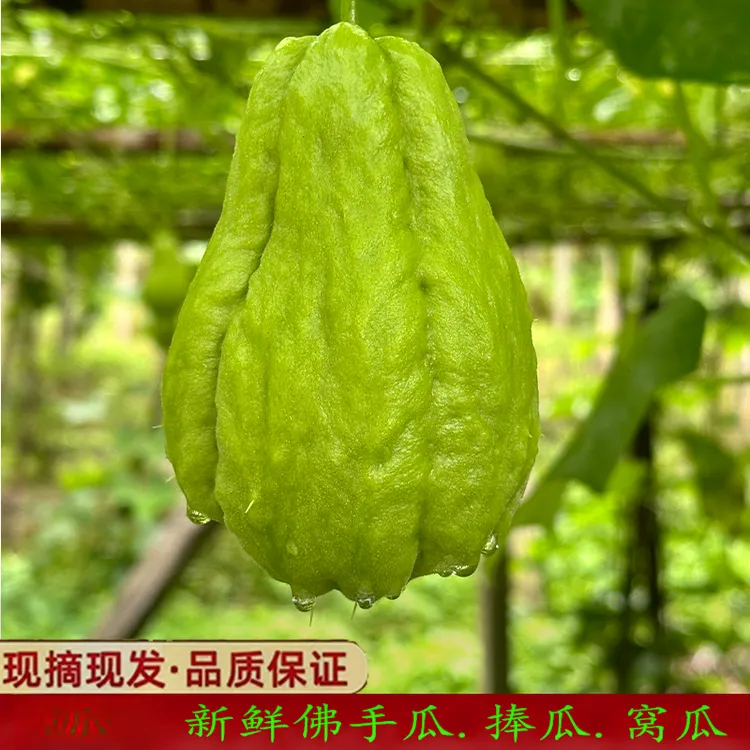 贵州新鲜现摘佛手瓜捧瓜农家种植洋丝瓜拳头瓜棚瓜当季蔬菜
