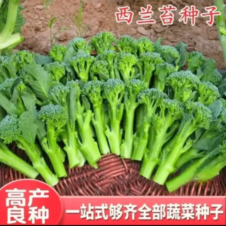 【西兰苔种子】菜苔种子蔬菜种子油菜芯籽四季种植盆栽