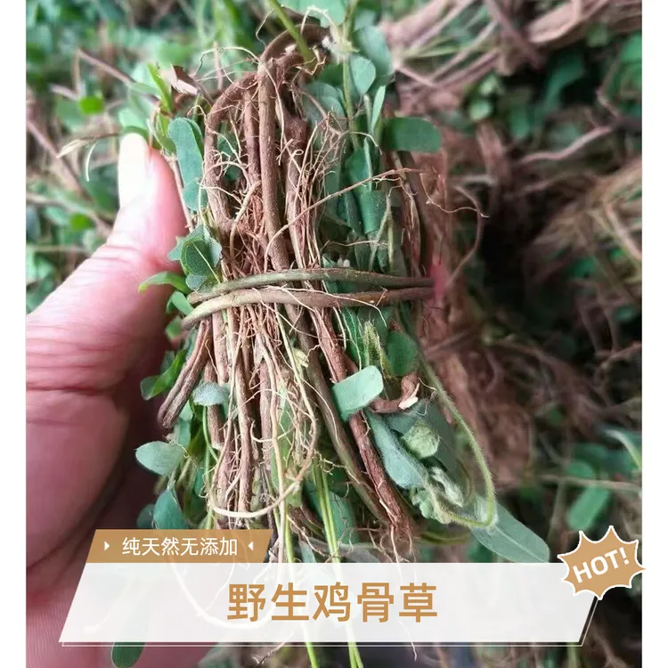 纯野生鸡骨草广西深山新鲜采挖干品/把