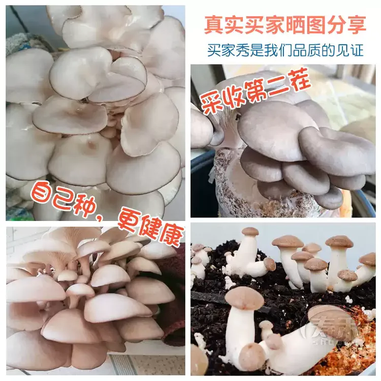 蘑菇菌包菌菇种植包平菇香菇灵芝磨菇种金针菇自种菌种家庭家种