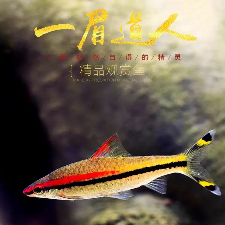 一眉道人印尼一眉草缸群游观赏鱼