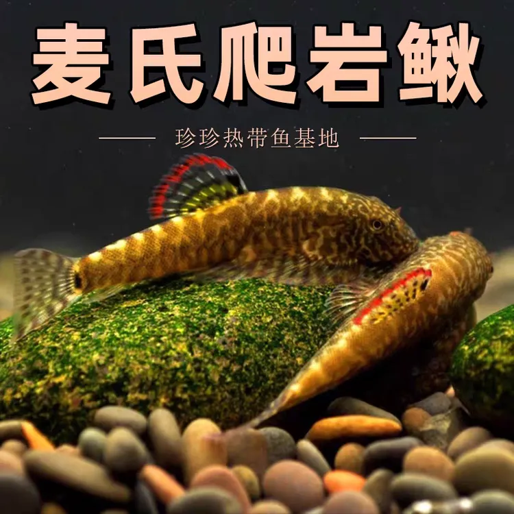 贵州爬岩鳅双吸盘琵琶鱼冷水清道夫不加温鱼缸除藻原生鱼