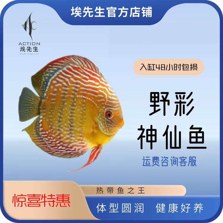 全品类养鱼七彩神仙鱼福利月活动（入缸48小时包损）