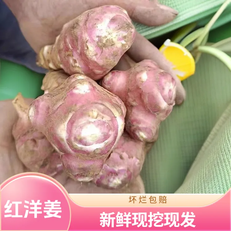 新鲜红皮洋姜菊芋现挖农家自种脆爽蔬菜鬼子姜胰岛果腌制泡菜咸菜