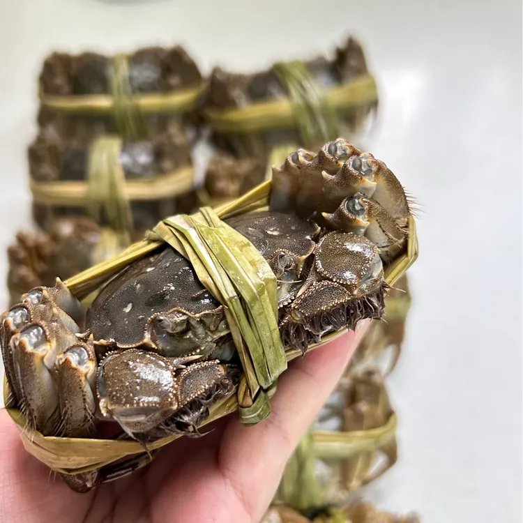 【活蟹】3两红膏全母蟹8只礼盒装