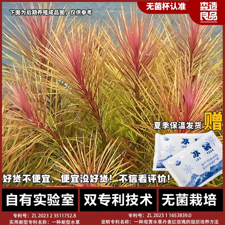 紫百叶后景水族箱无菌水草鱼缸淡水造景增氧阳性真草净化植物