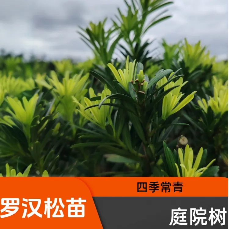 正宗雀舌罗汉松树苗庭院绿植地栽大型造型树盆栽迎客松四季盆景常