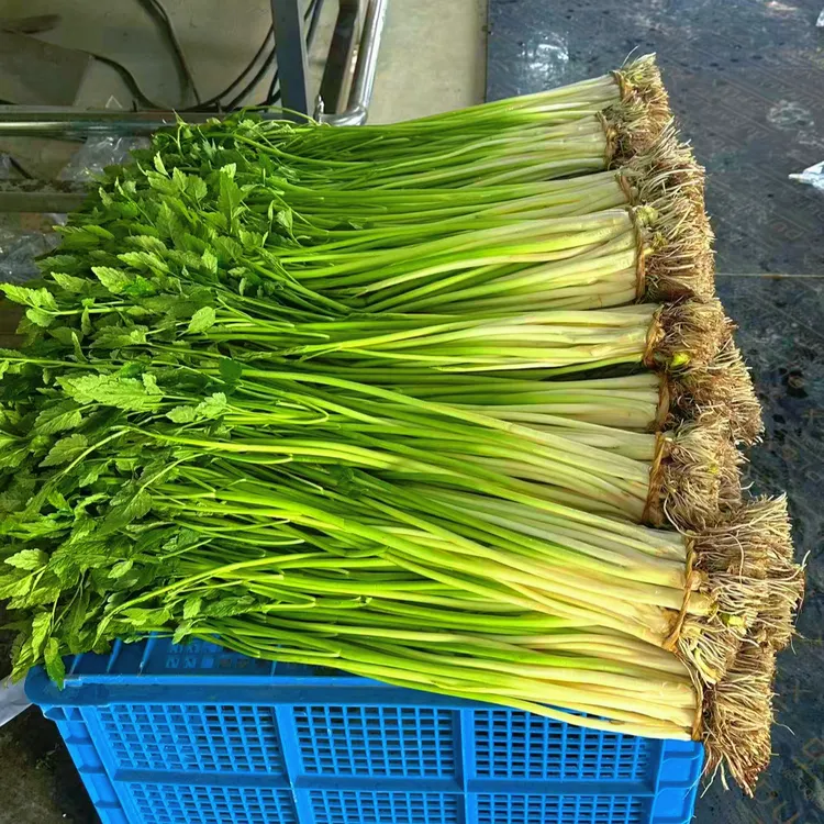 精品花塘水芹大礼盒（6斤装）